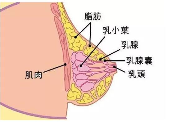 快來和廣西美容培訓(xùn)學(xué)校學(xué)乳腺保養(yǎng)話術(shù)